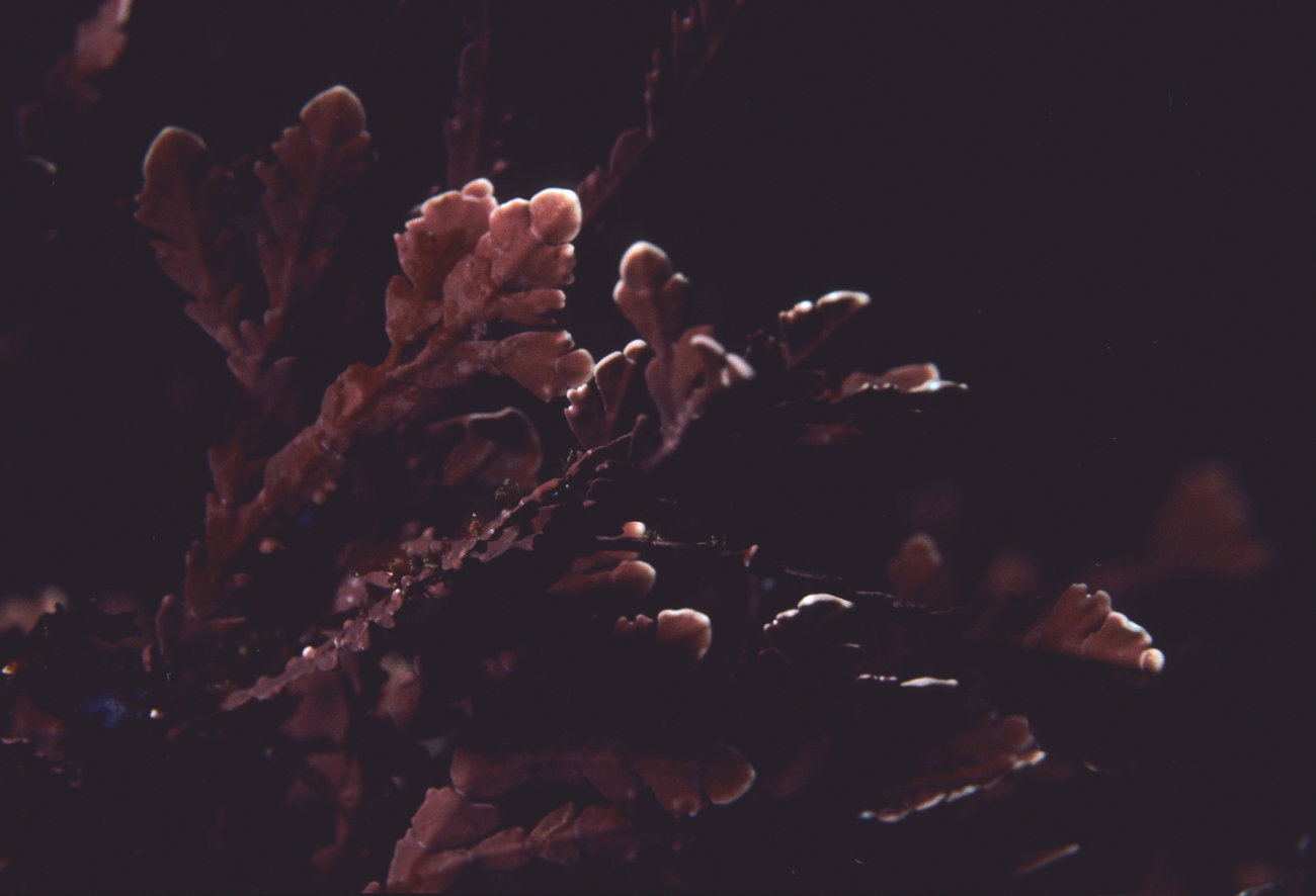 Strawberry sea anemones (Corynactis californica) and a colorful nudibranch(