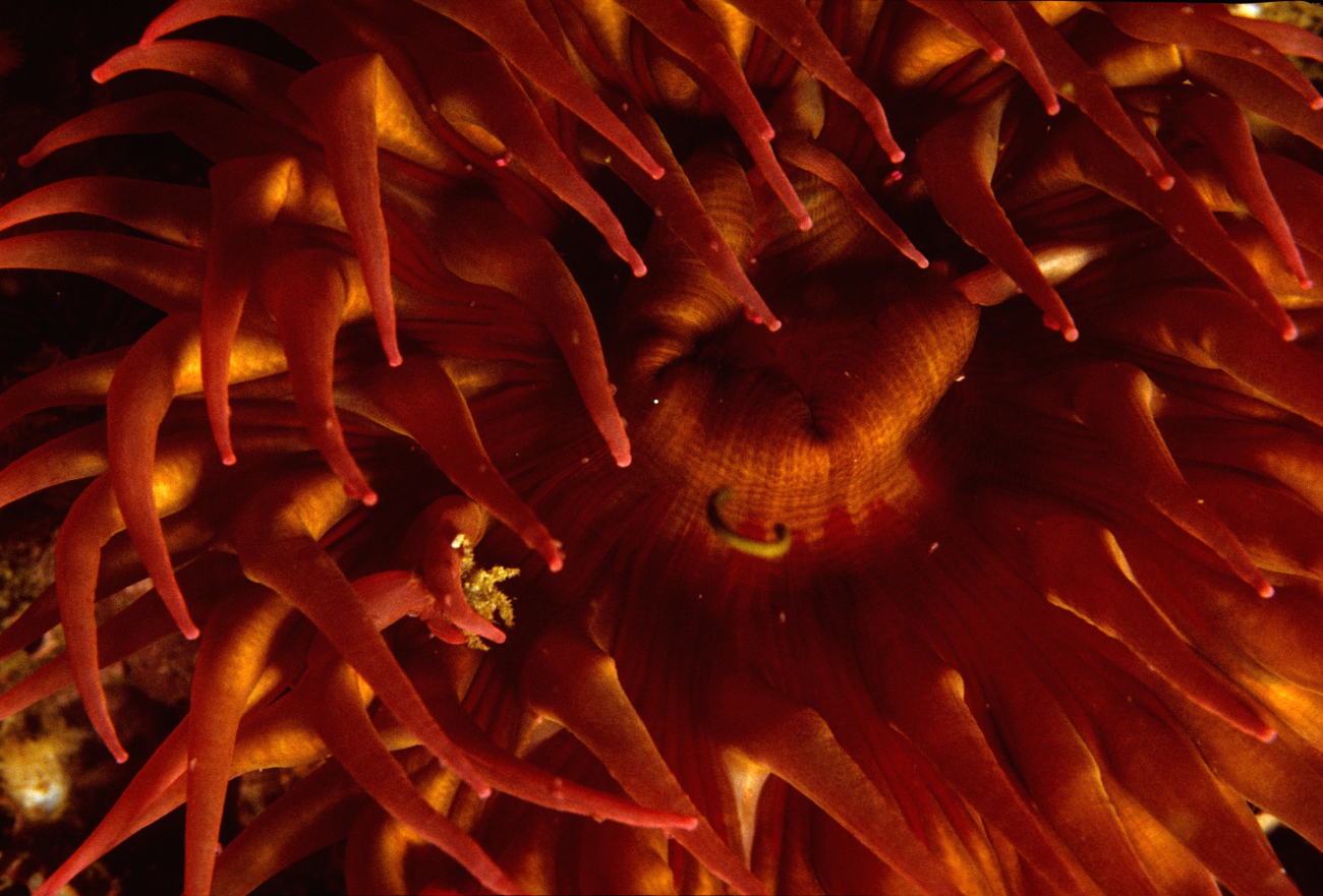 A red sea anemone (Tealia lofotensis)