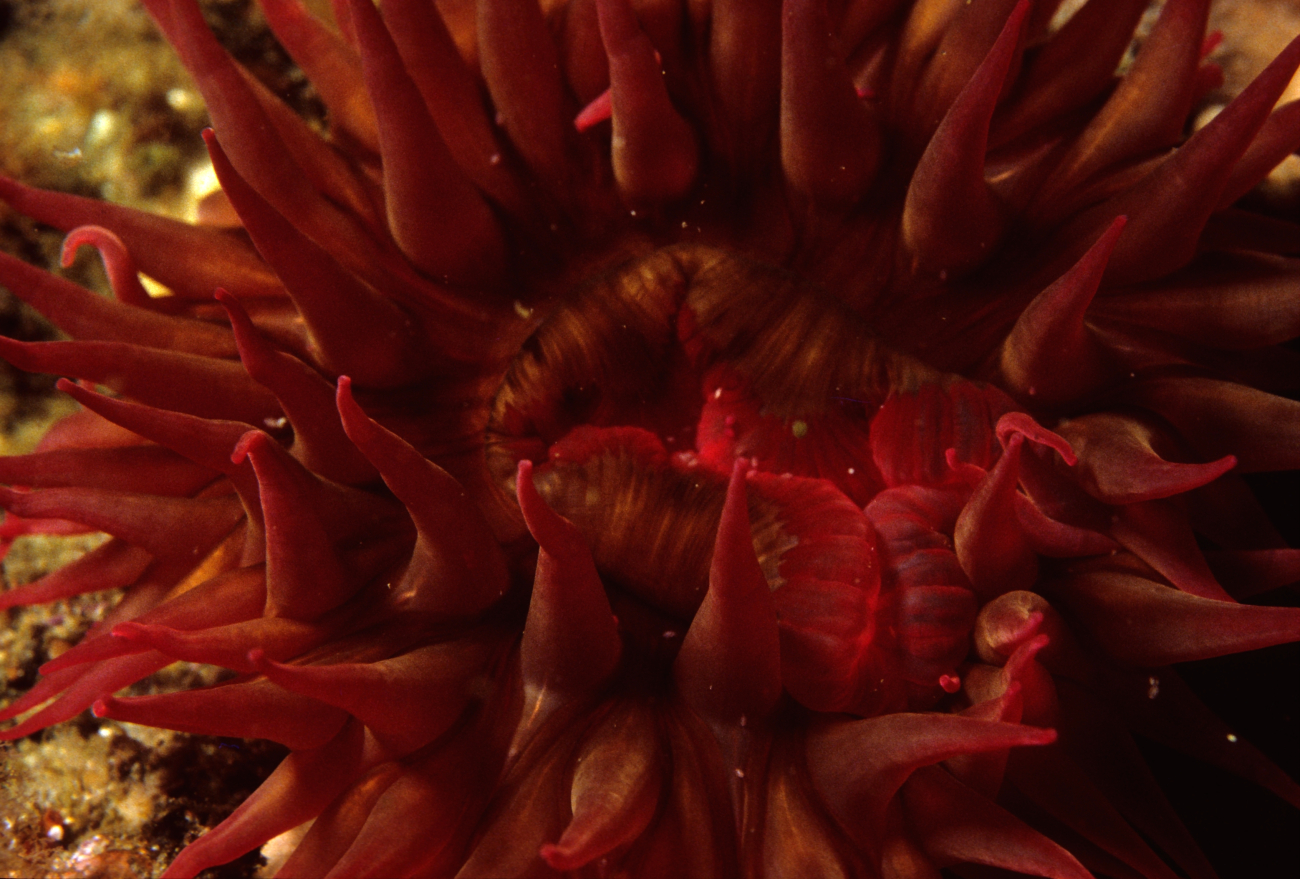 A red sea anemone (Tealia lofotensis)