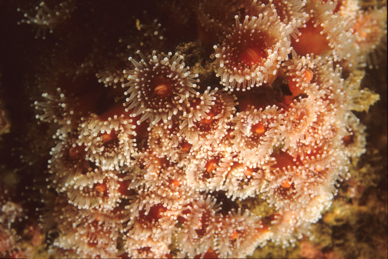 Strawberry sea anemones (Corynactis californica)