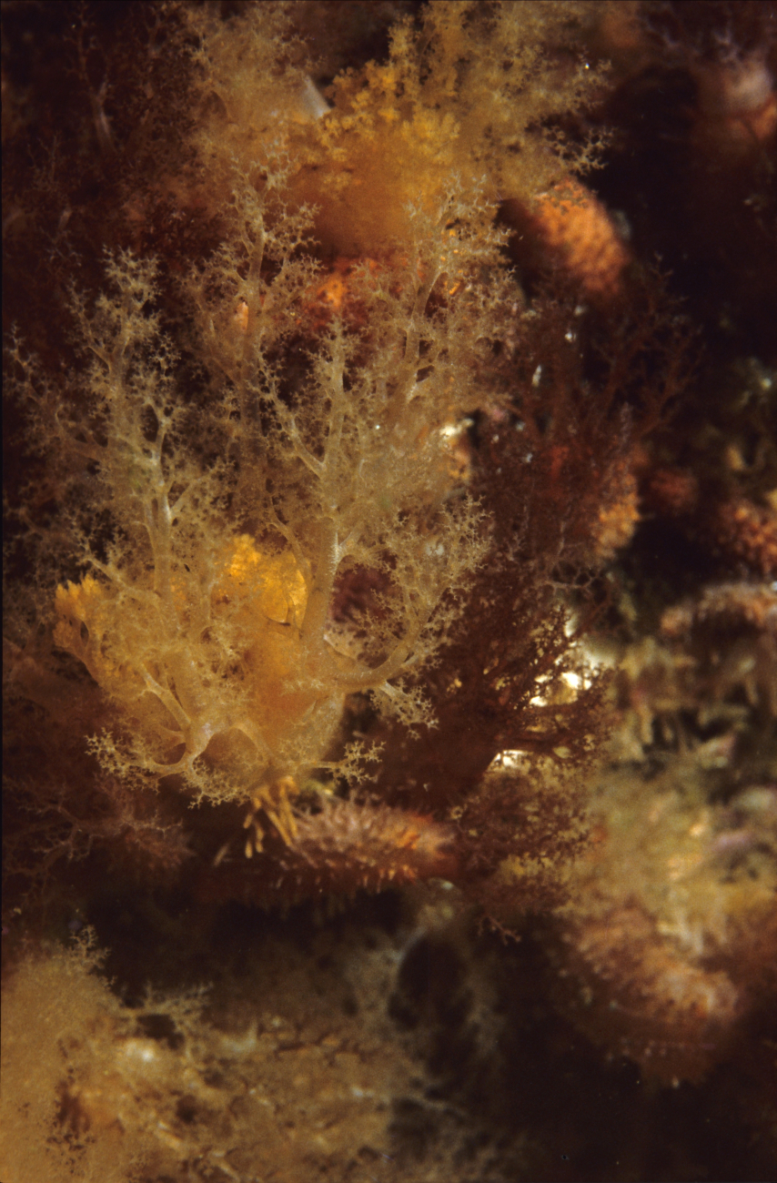 Head end of a holothurian or commonly called sea cucumber