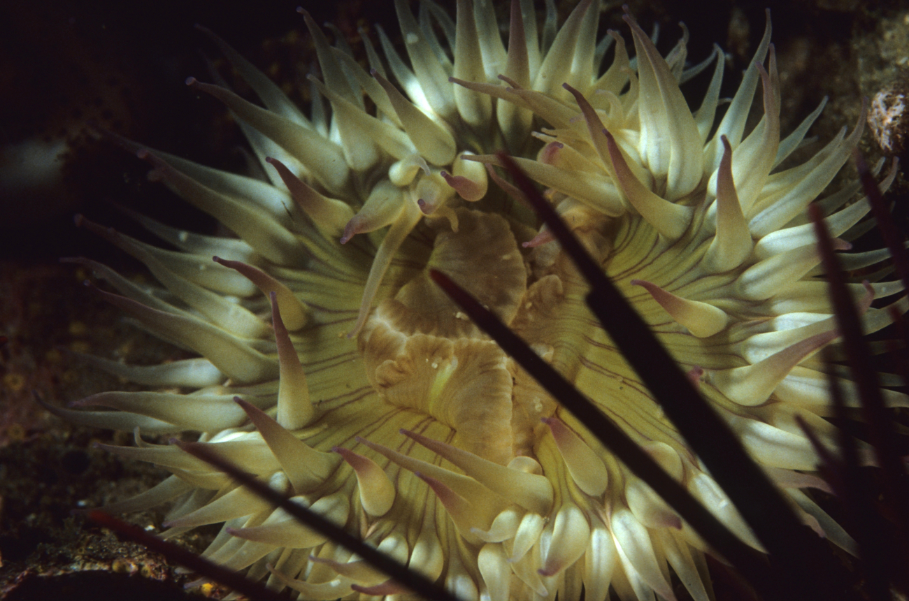 Large green anemone with spines from sea urchin in foreground