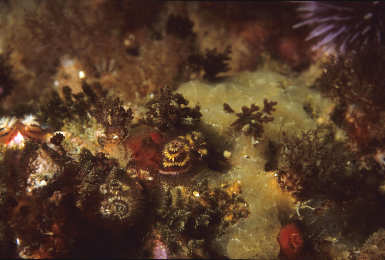 Mixed fauna with christmas tree worms (Spirobranchus gigantea)