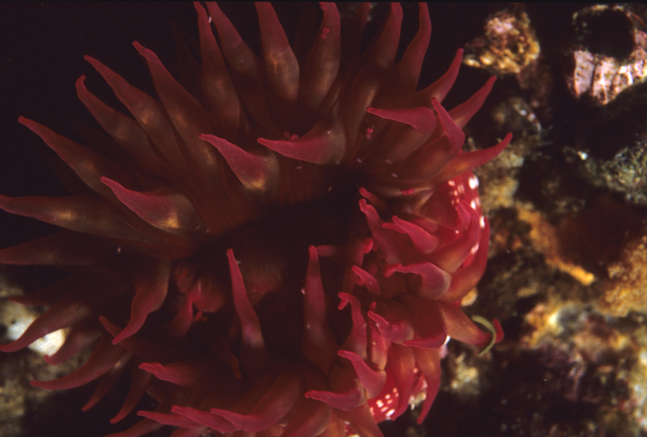 A red sea anemone (Tealia lofotensis)