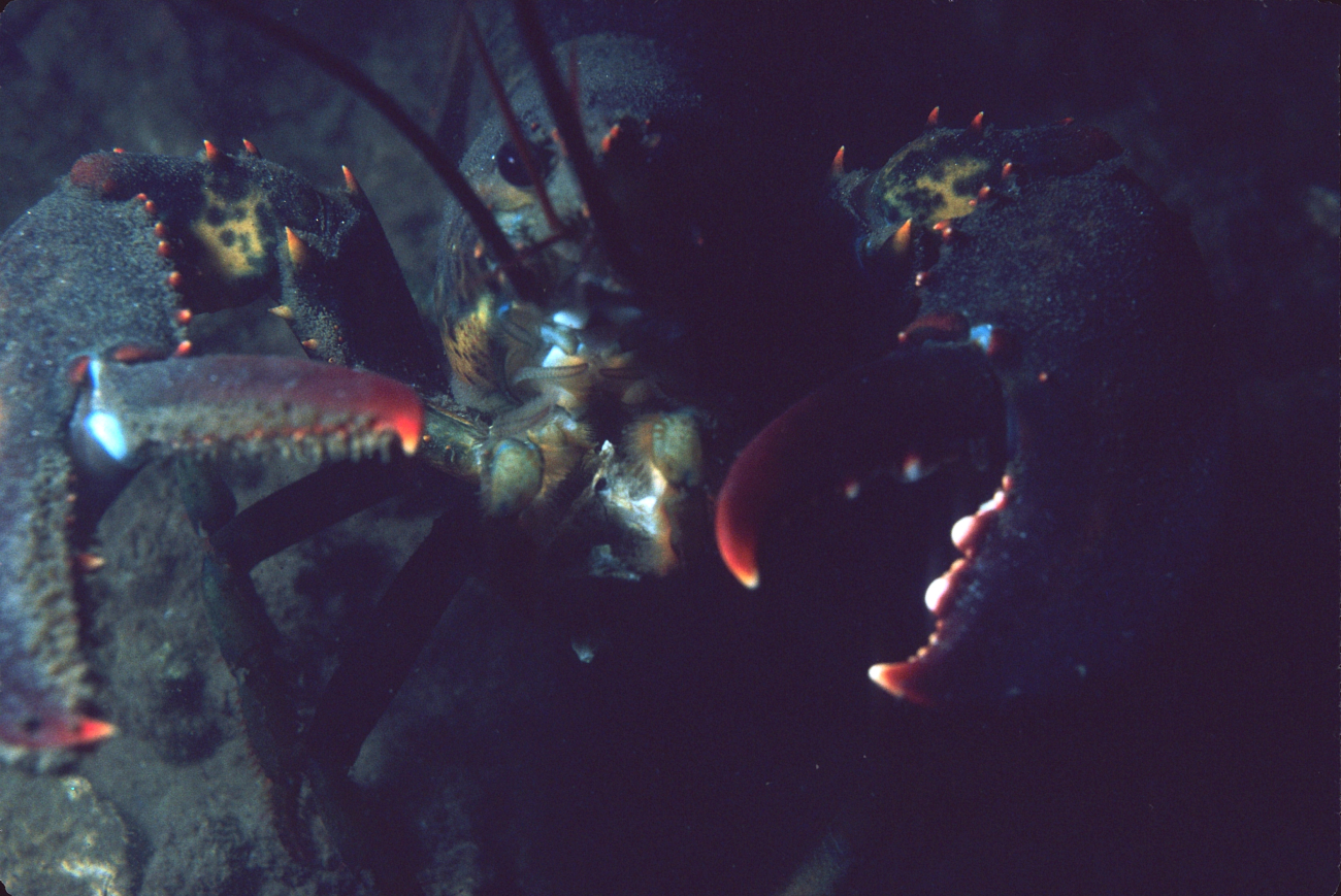 Lobster (Homarus americanus)