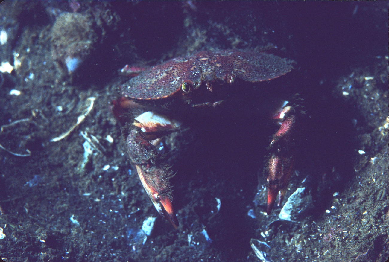 Crab