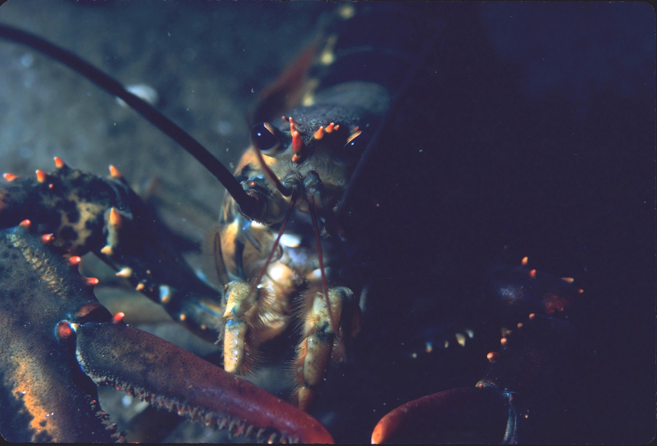 Lobster (Homarus americanus)