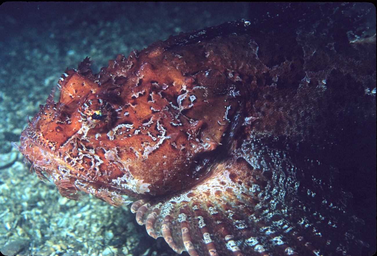 A photogenic fish poses for the camera