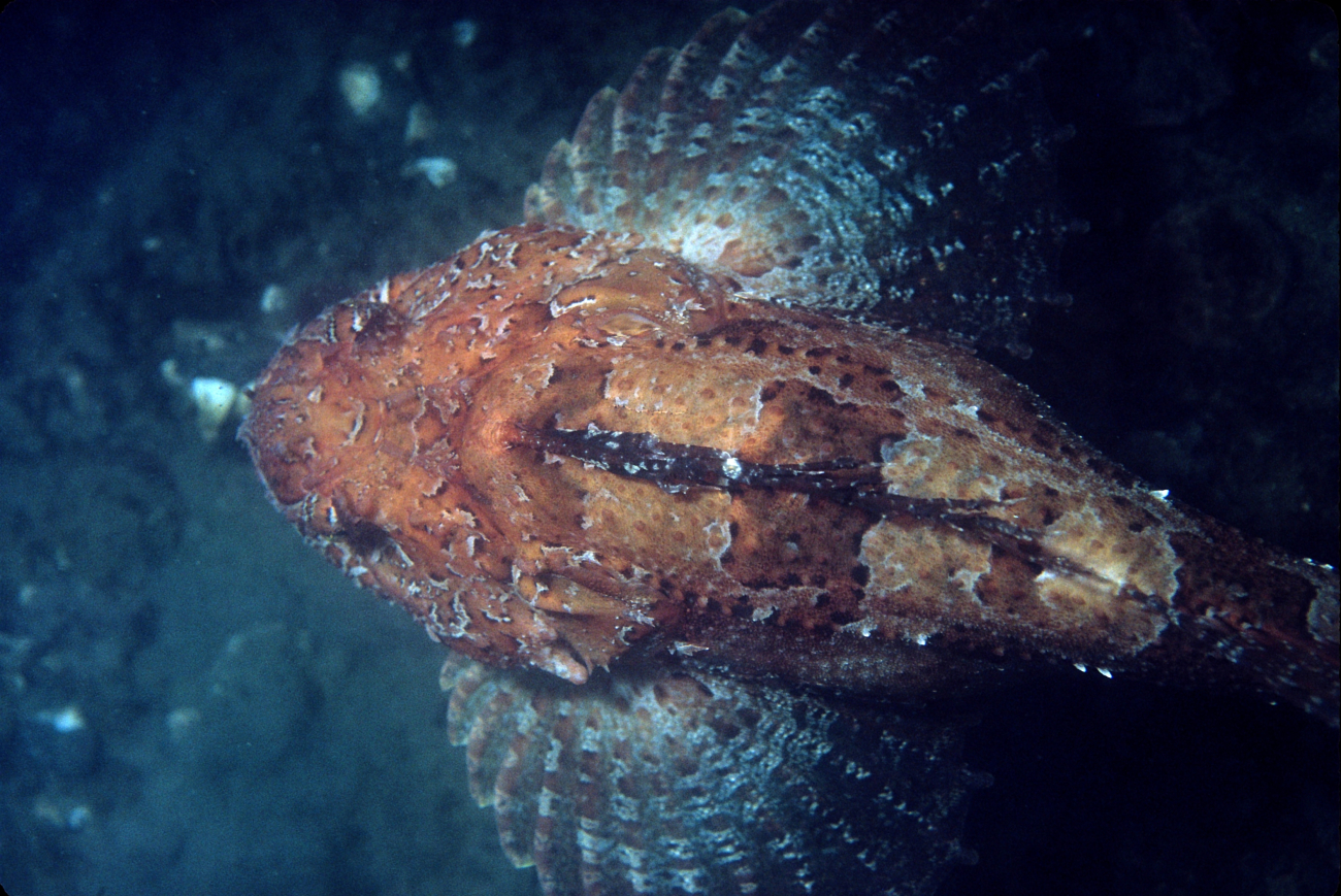 A photogenic fish poses for the camera