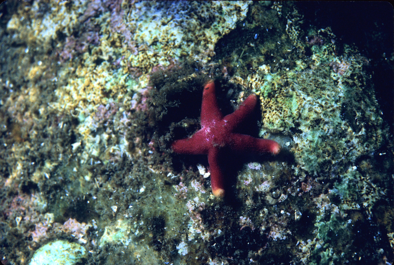 A red starfish