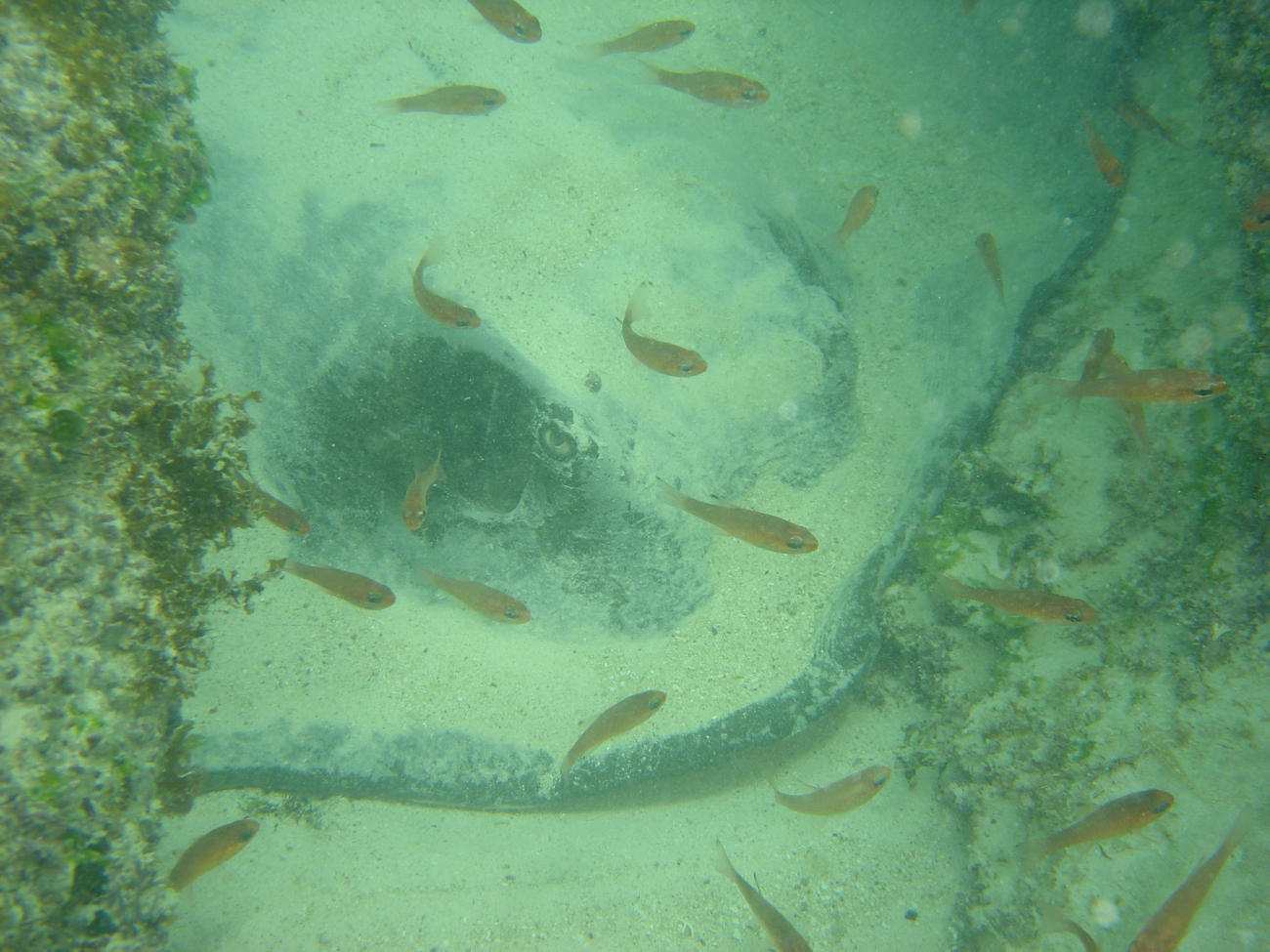 Stingray in shallow water