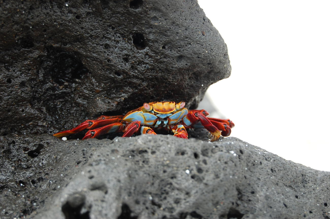 Sally Lightfoot crab on a rock ledge