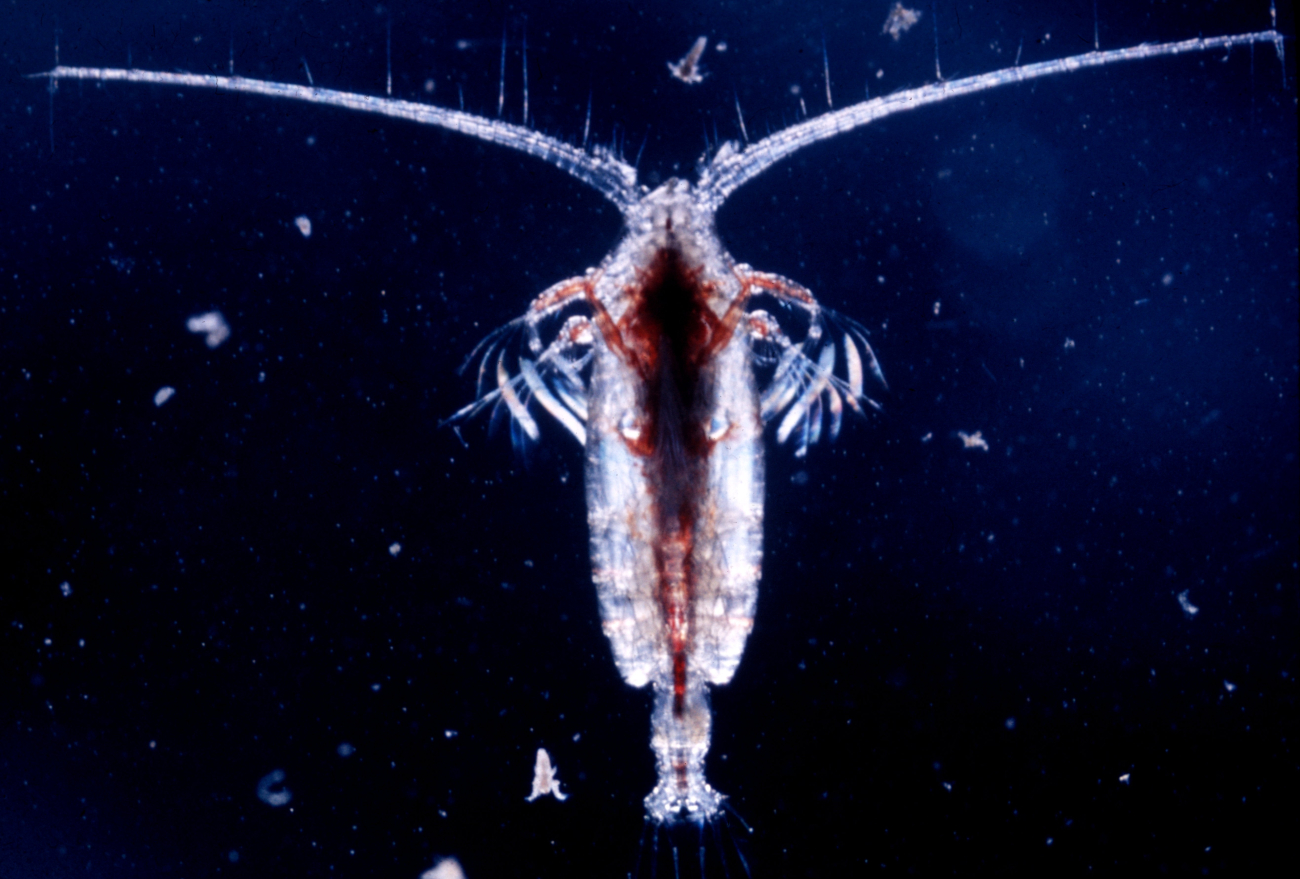 Copepod p