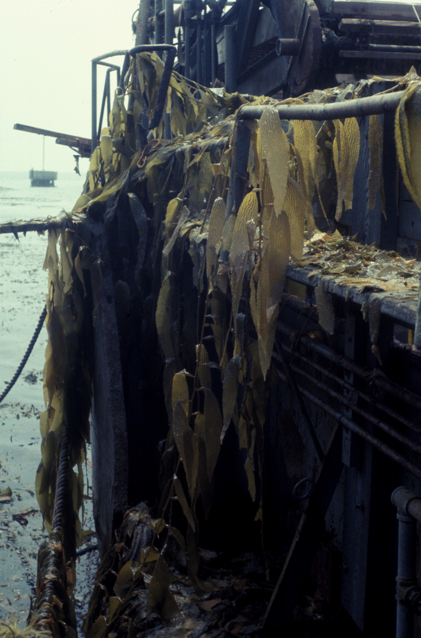Kelp harvesting