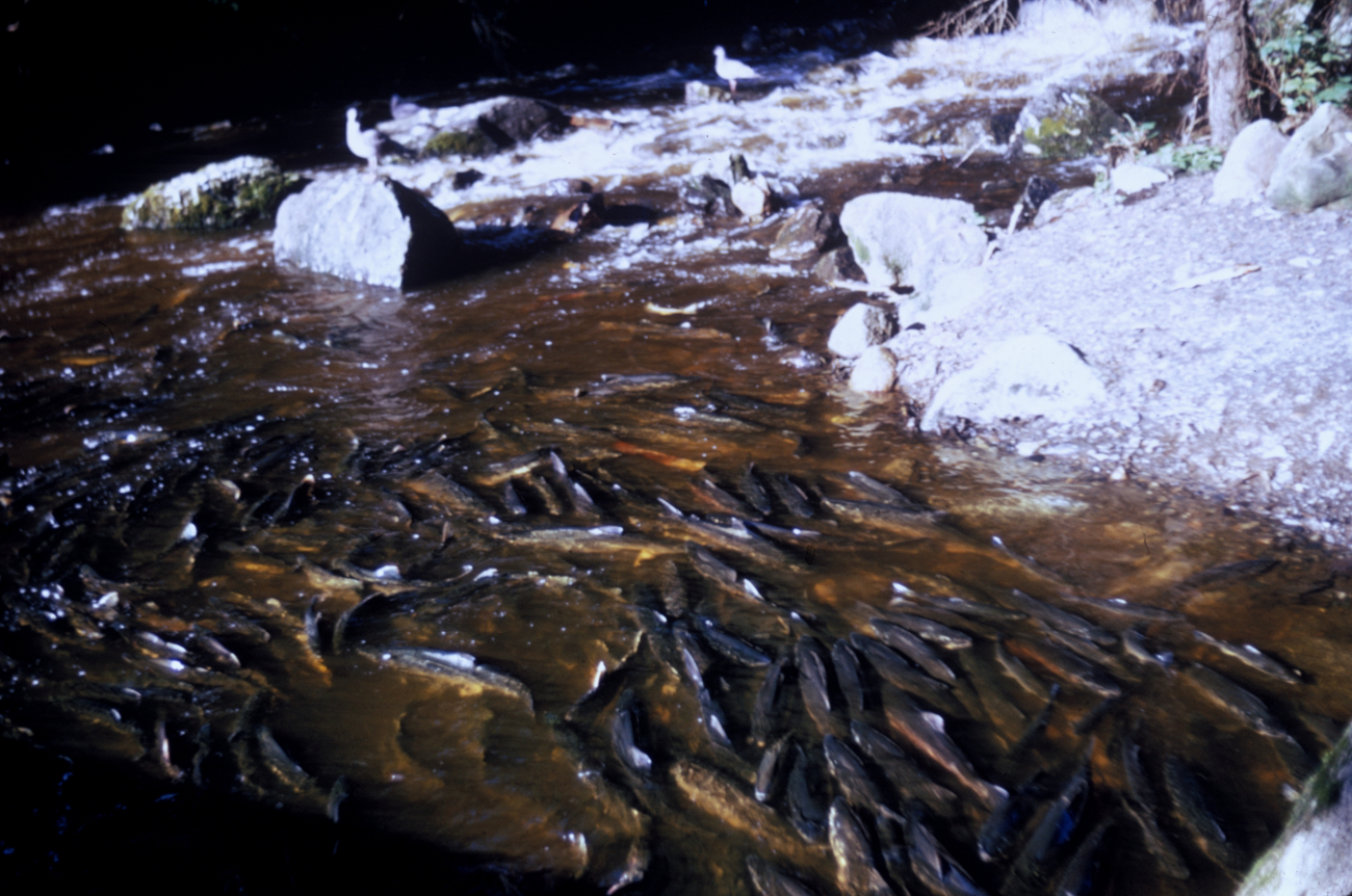 Pink and coho salmon in a spawning creek