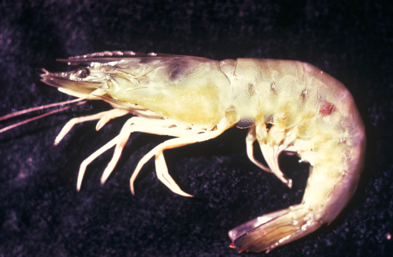 Shrimp (Penaeus sp