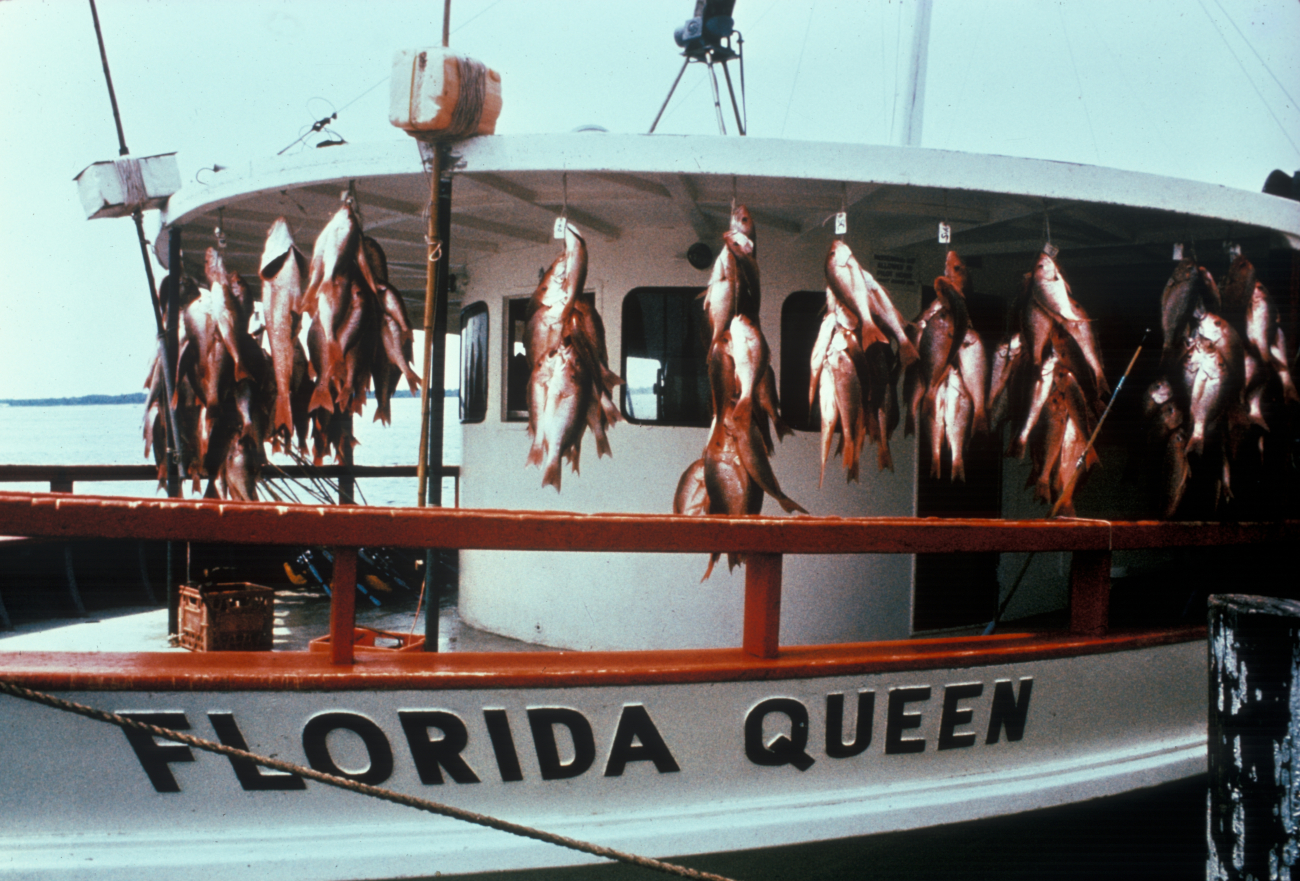 Party boat with a snapper catch