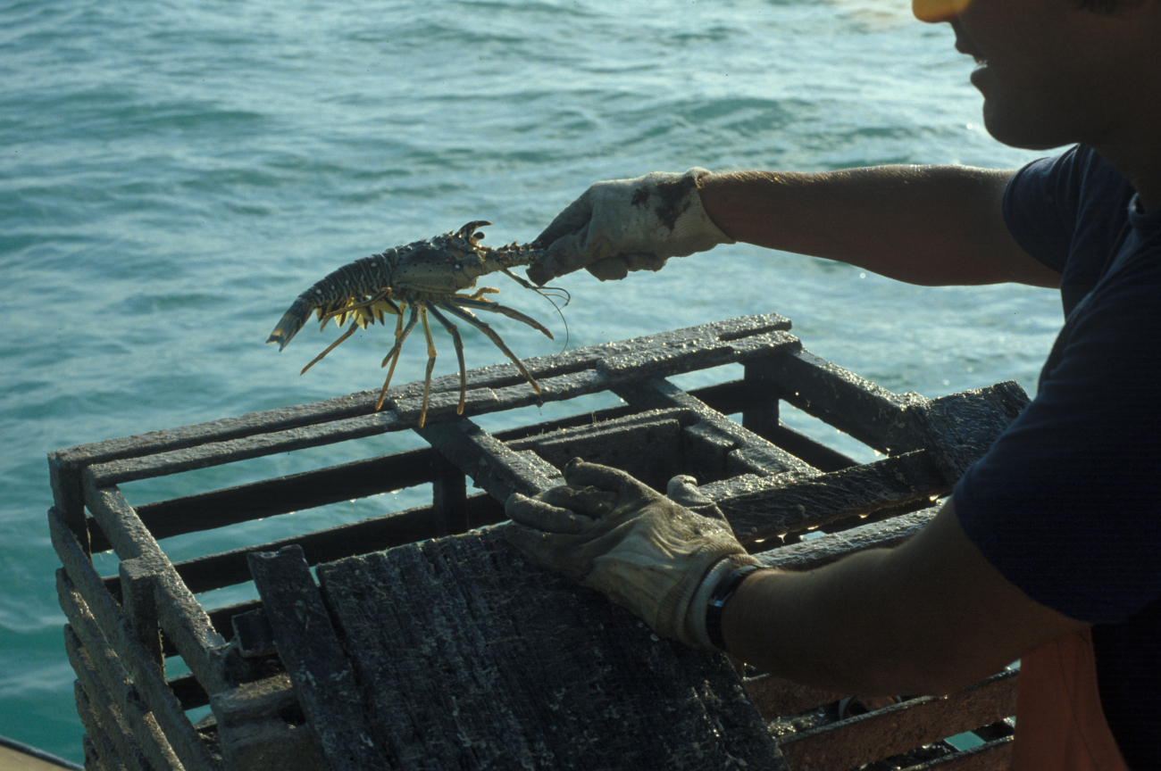 Lobster being taken from trap