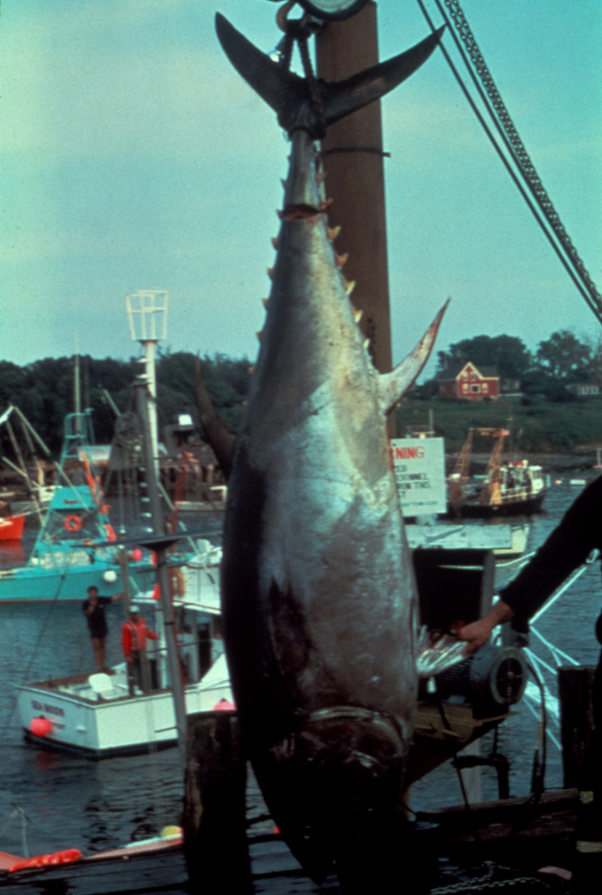 Tuna caught by recreational fisherman