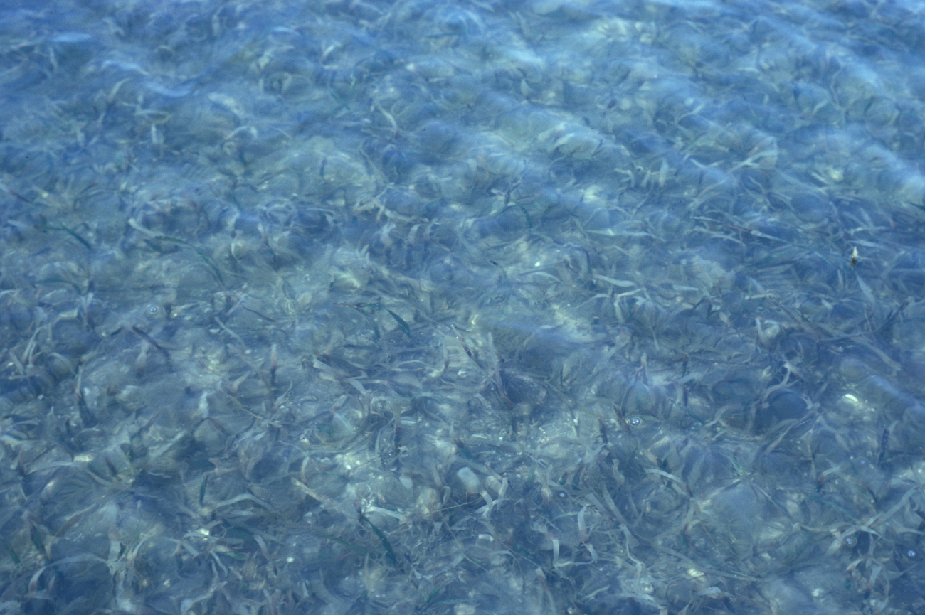 Submerged aquatic vegetation (Thalassia sp