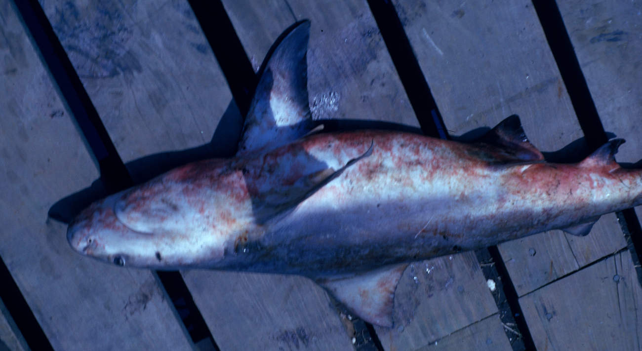 Bull shark on deck (Carcharhinus leucas)