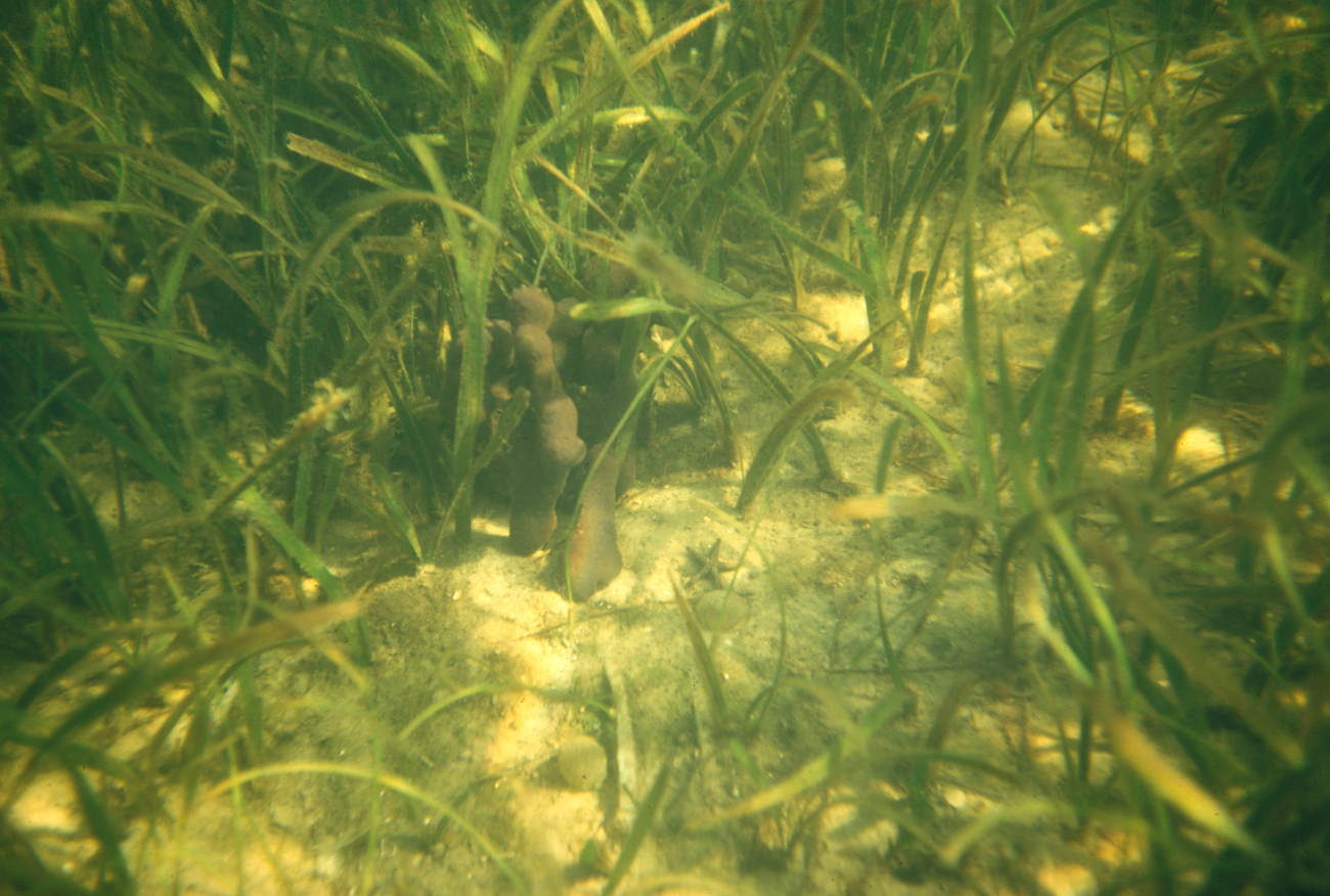 Submerged aquatic vegetation