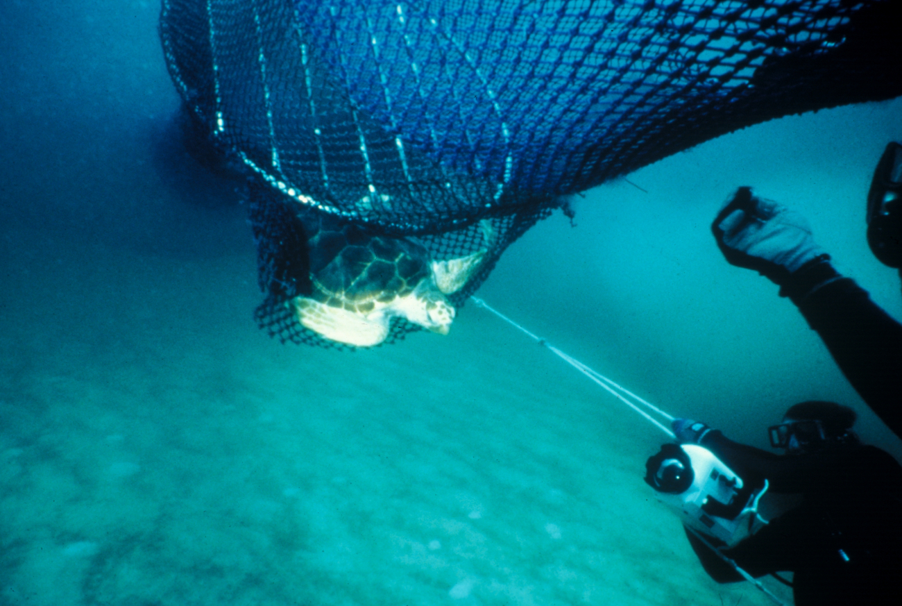 Divers observing turtle escaping from turtle excluder device