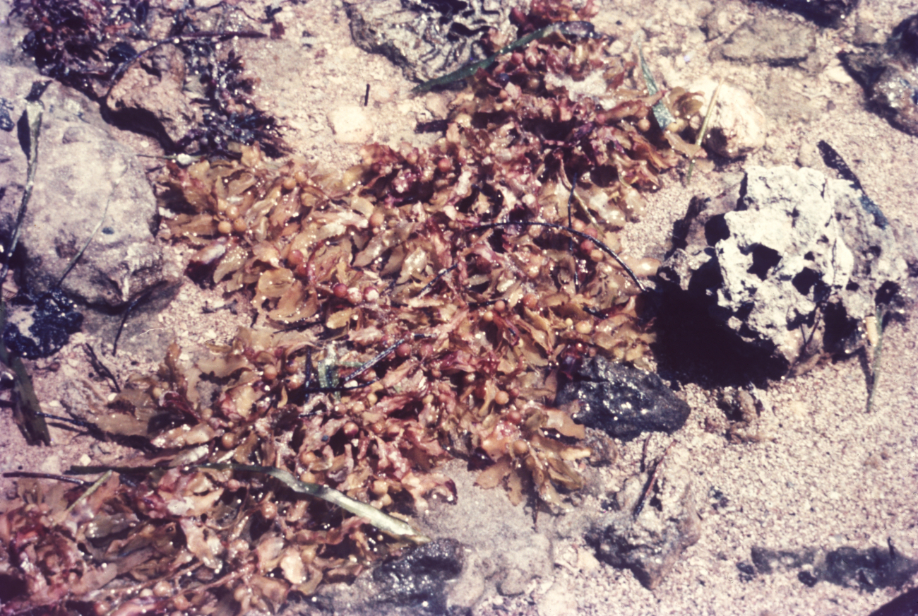 Sargassum weed and other algae washed ashore