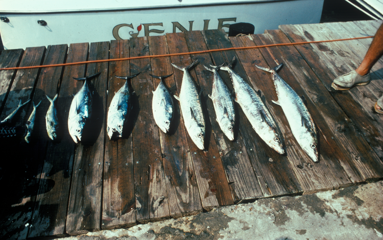 King mackerel caught by sport fishermen