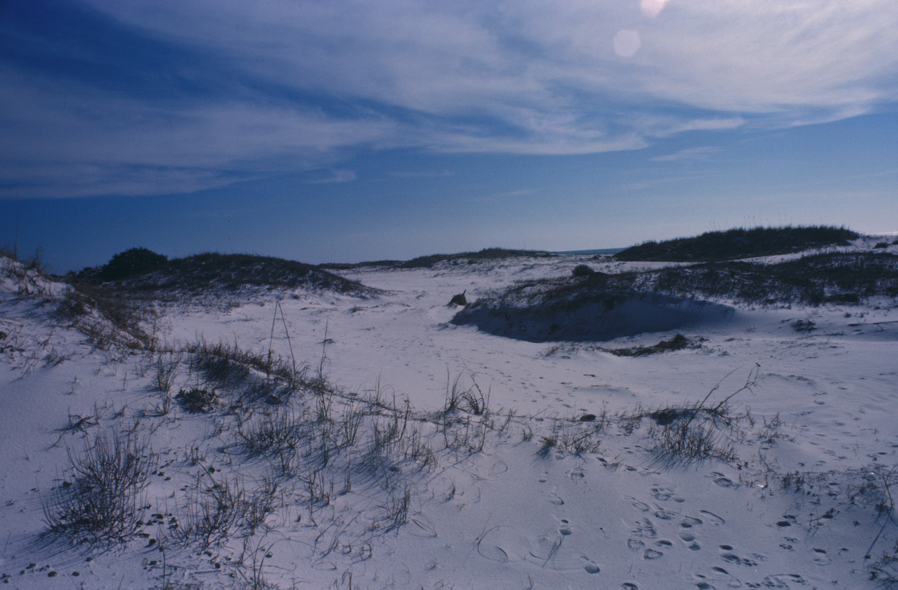 Gulf Coast sand dunes