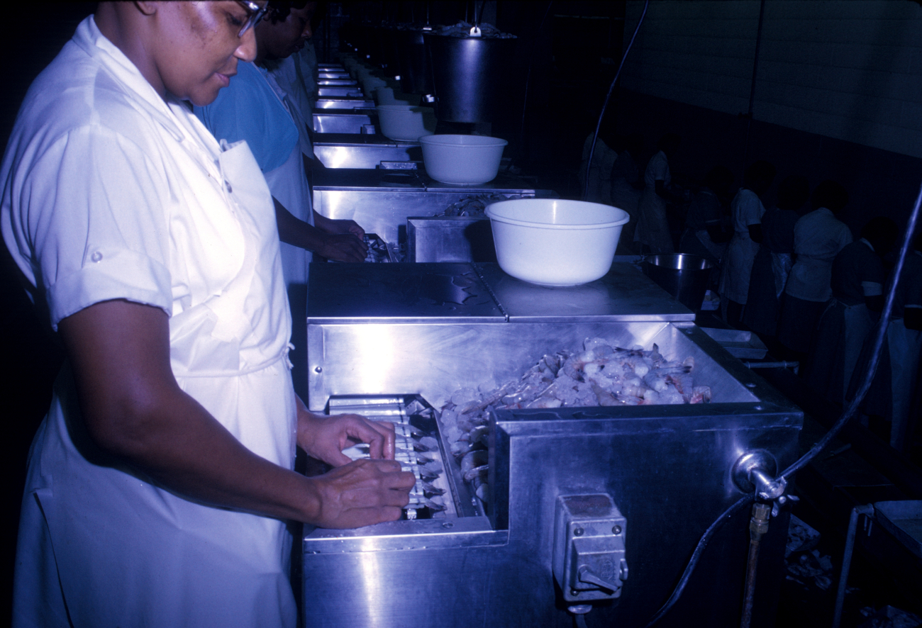 Shrimp peeling machines on processing line at shrimp processing plant