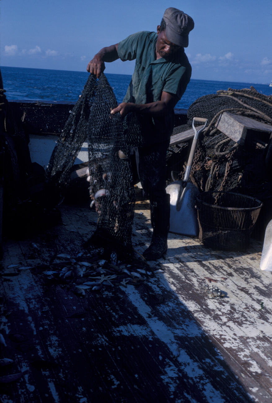 Shrimp trawler emptying catch on deck of shrimp boat