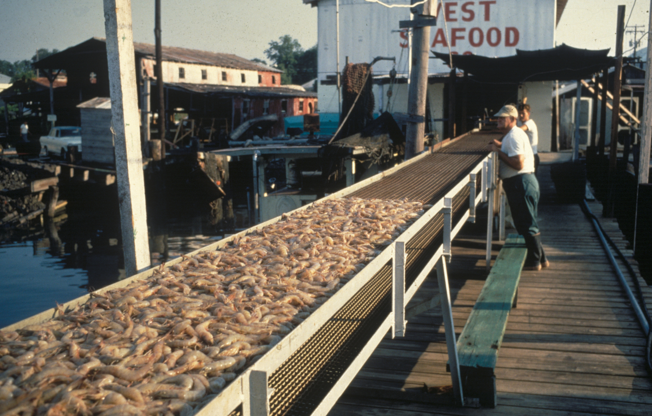 Shrimp being unloaded on conveyor belt at processing plant