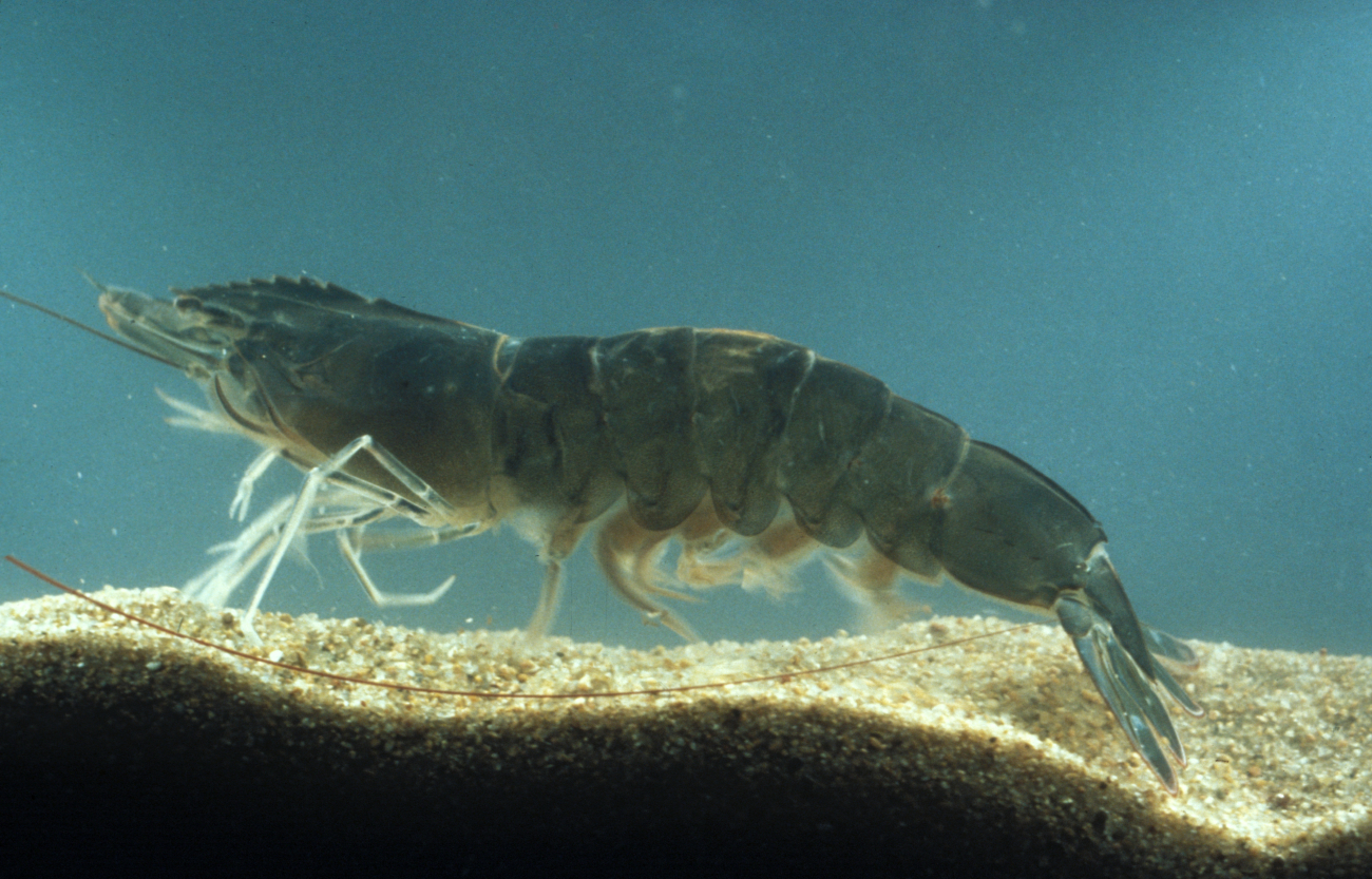 Brown shrimp in tank