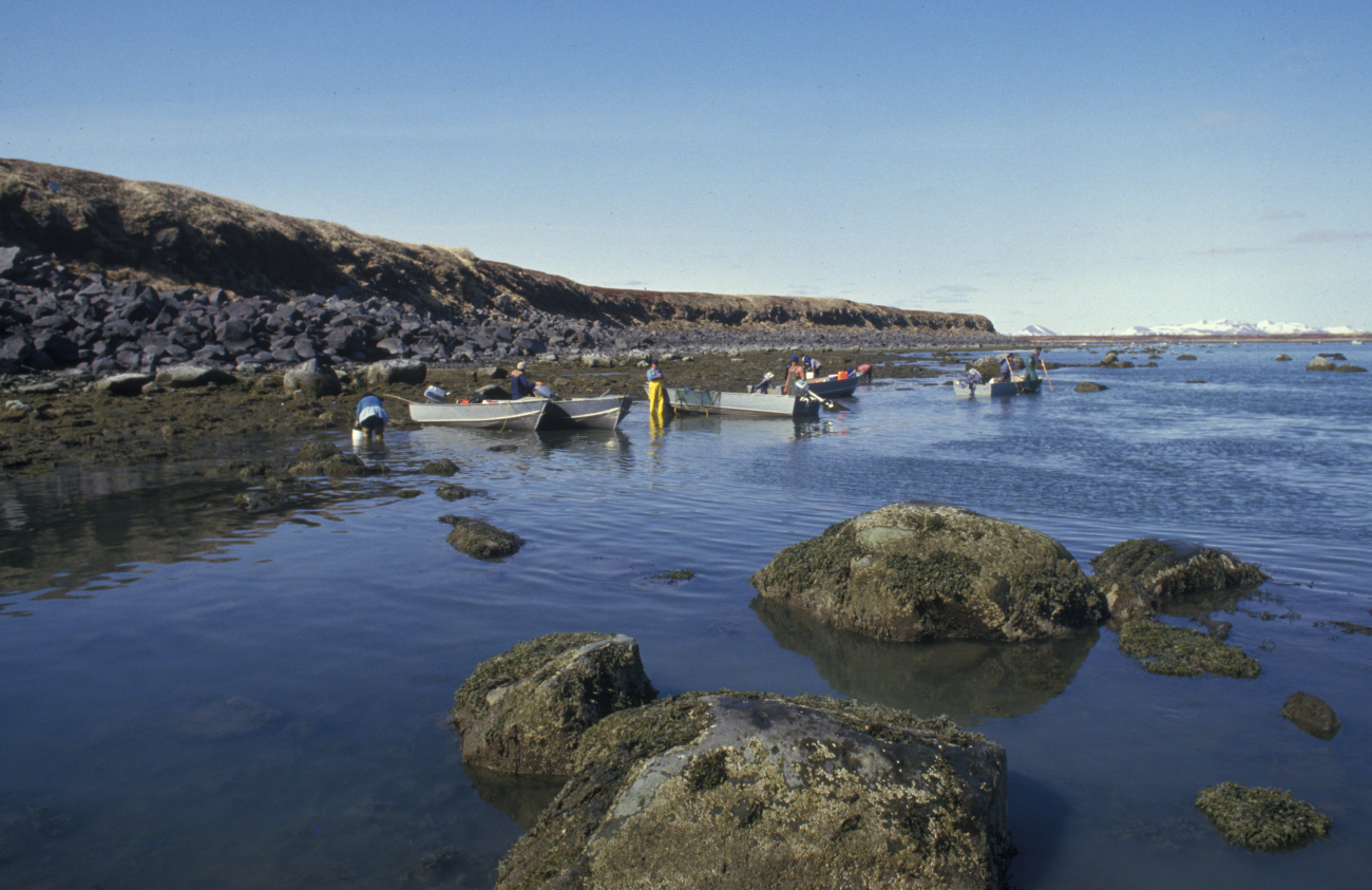 Roe herring fishery at Summit Island