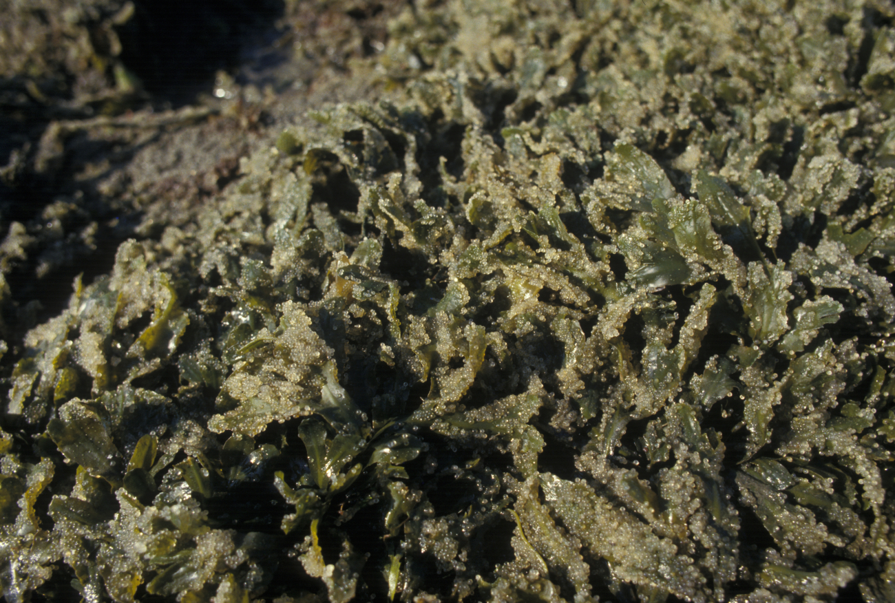 Herring eggs on rockweed (Fucus gardneri) on Summit Island