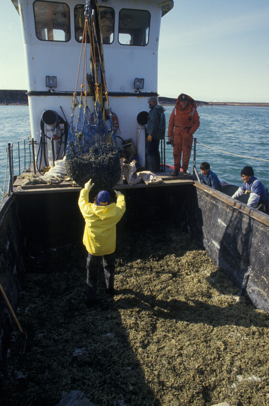 Harvesting herring roe on rockweed (Fucus gardneri) on Summit Island