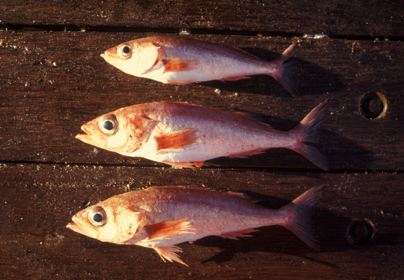 Various sizes of the same species