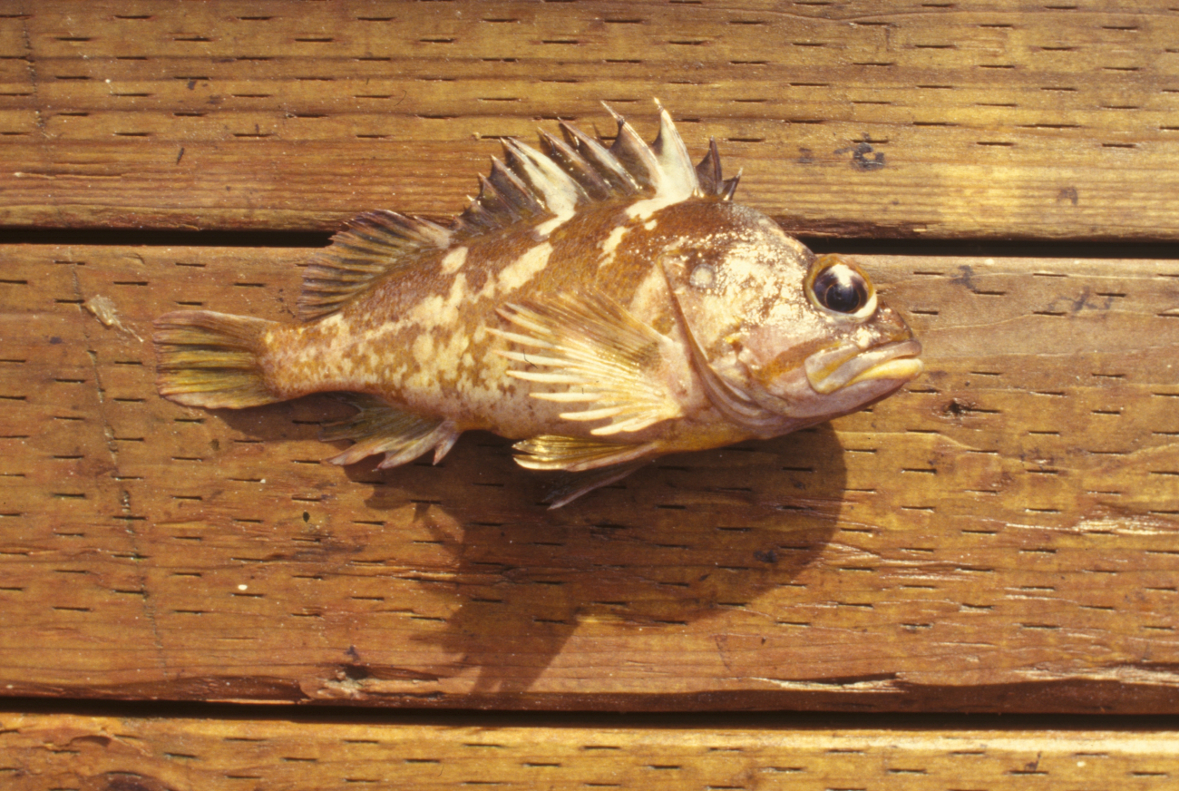 A rock fish with spines extended