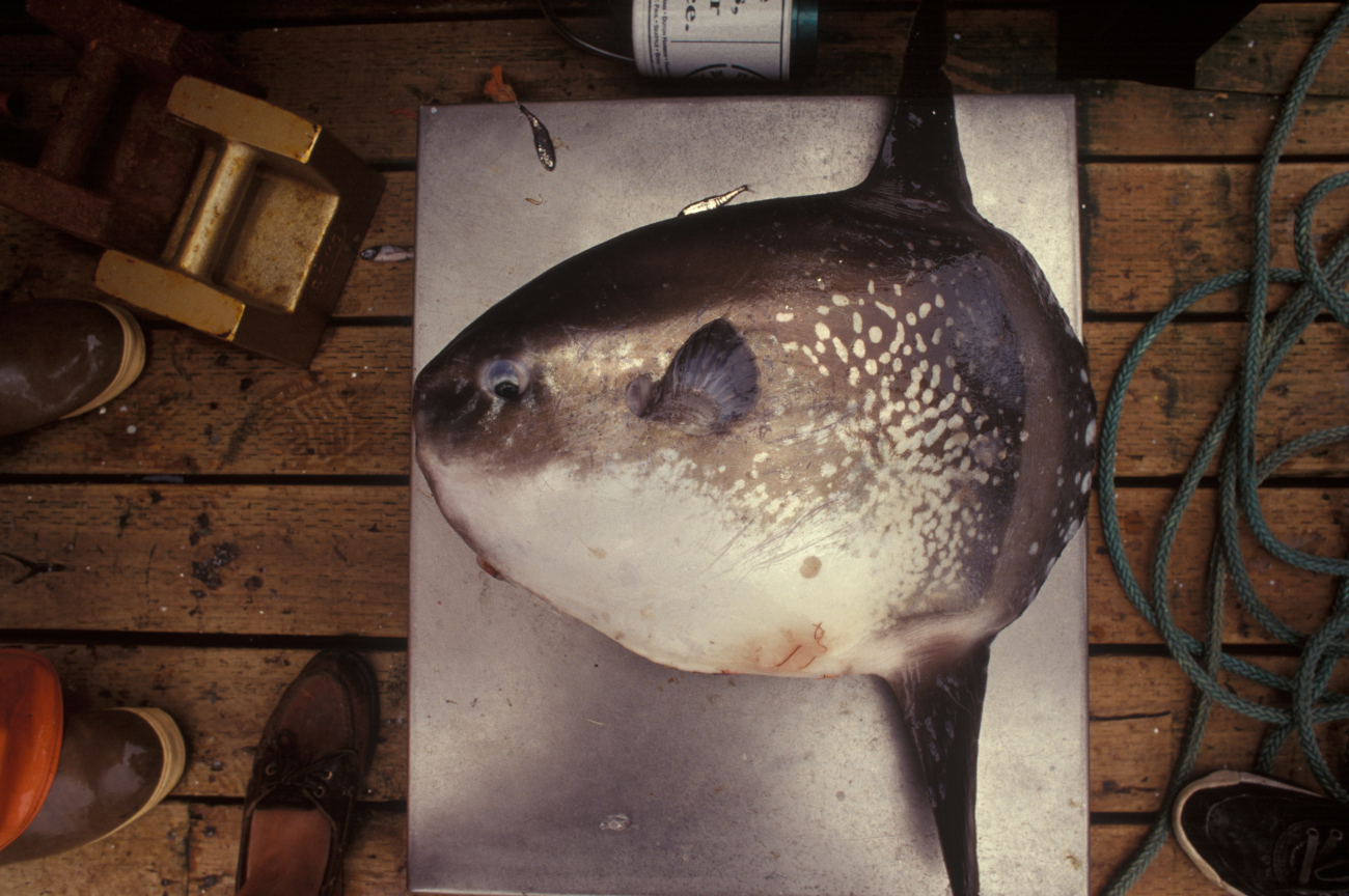 Ocean sunfish - Mola mola