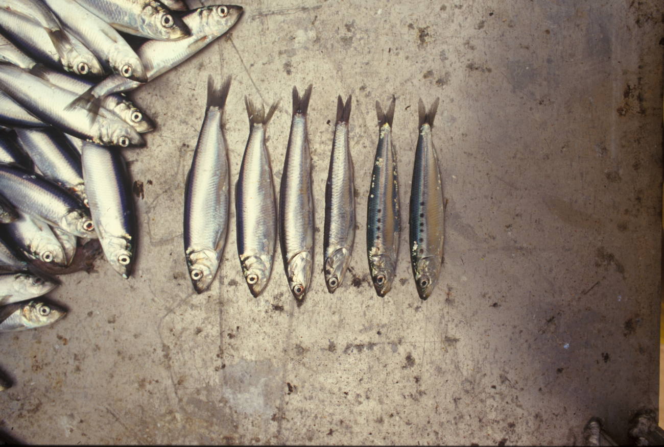 Sorting shrimp from bycatch on shrimp trawler