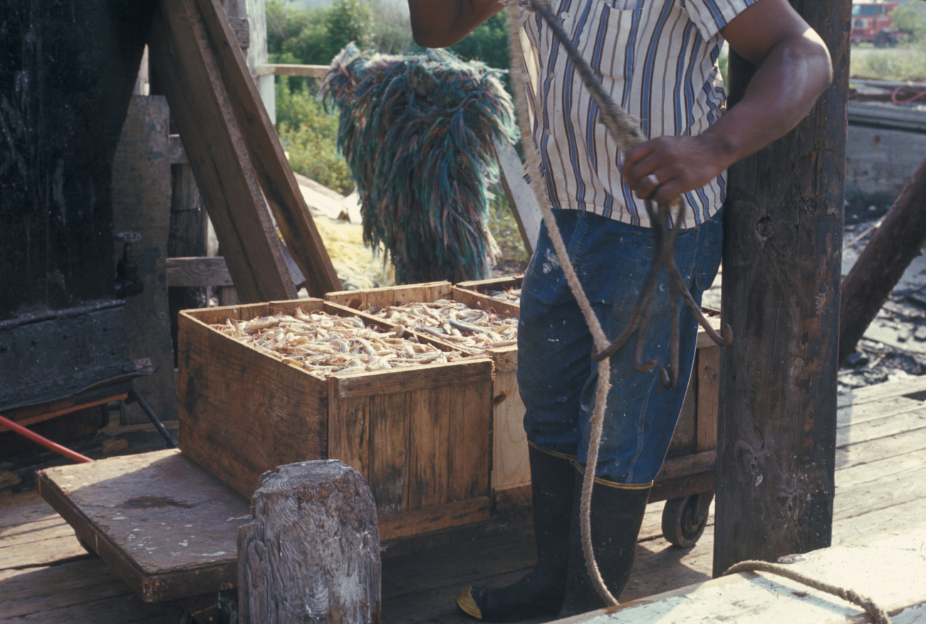 Offloaded shrimp on dock