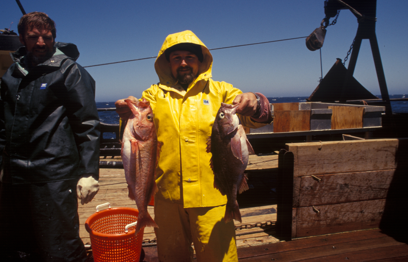 Rockfish caught during research cruise