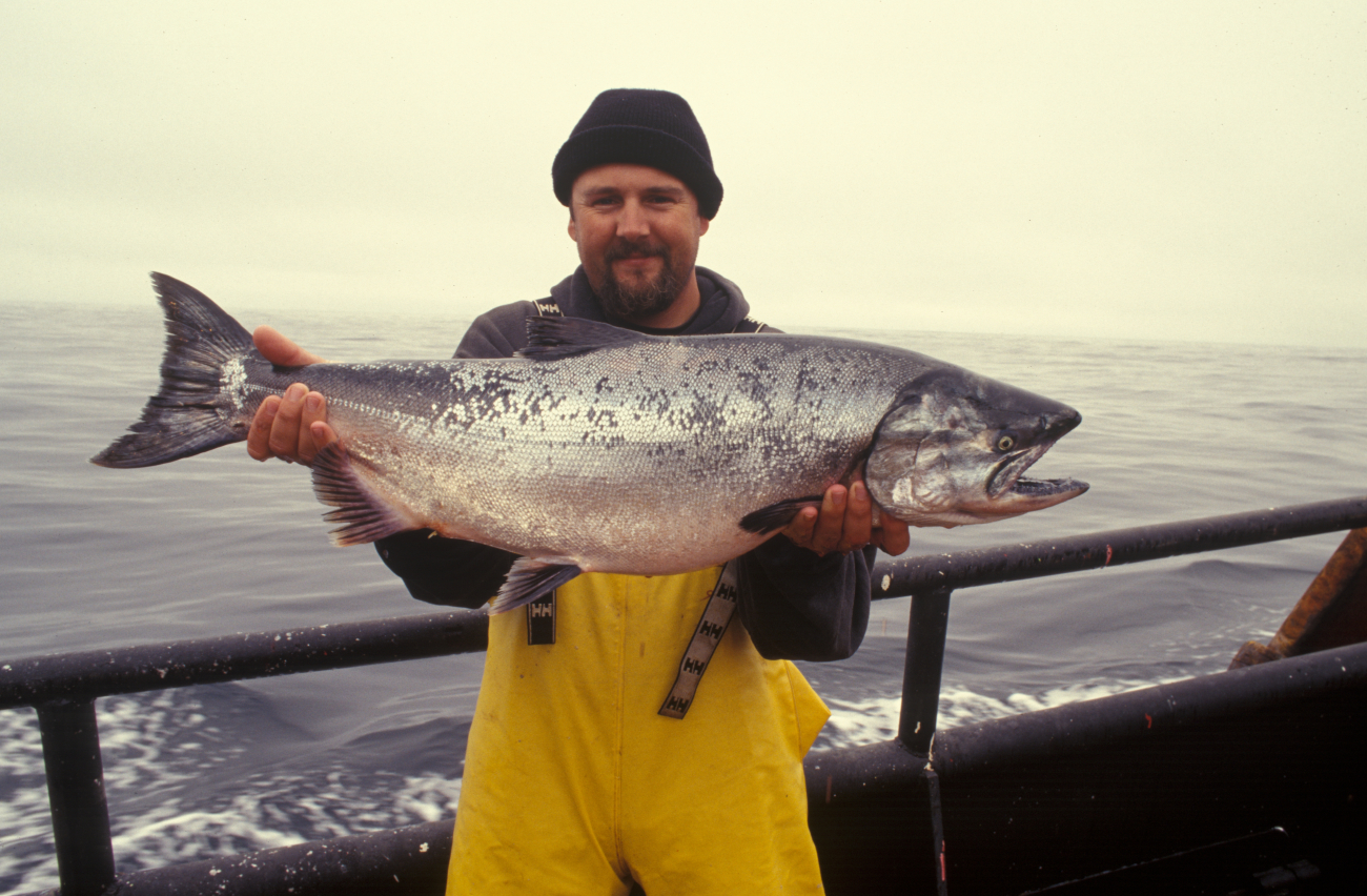 A very large salmon caught during a research cruise