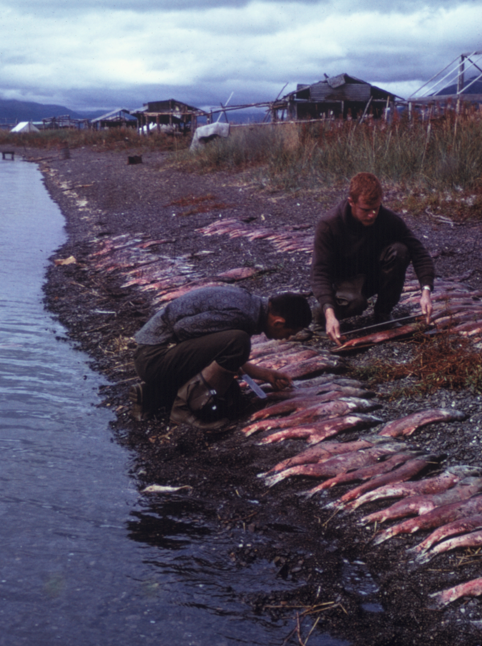 Sampling and measuring sockeye salmon after they have spawned and died