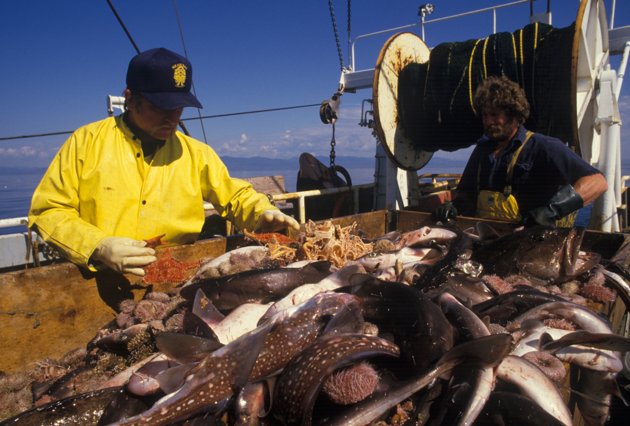 Scientist sorting fish captured during bottom trawling sampling work