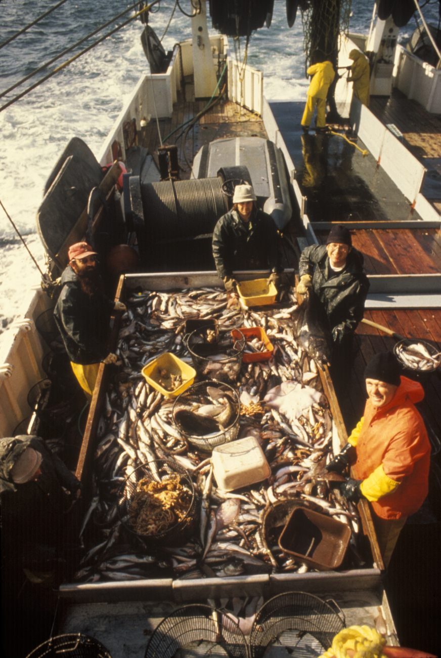 Scientists sorting fish captured during trawl survey on NOAA Ship CHAPMAN