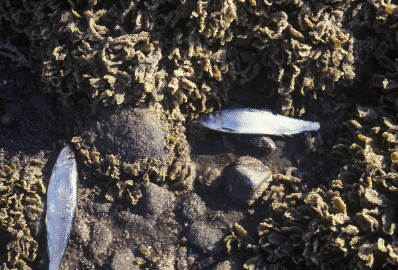 Spawning herring stranded at low tide