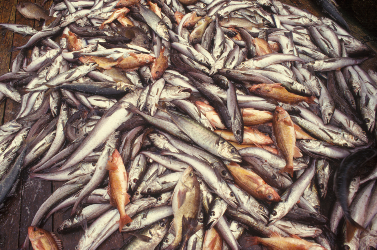 Catch of pollock and other species intermingled on deck