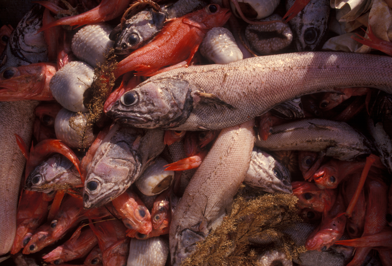 A variety of intermingled species brought up in a bottom trawl
